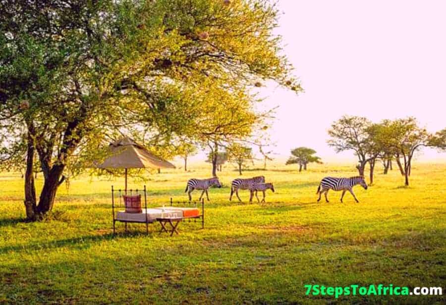 Animals In Serengeti National Park